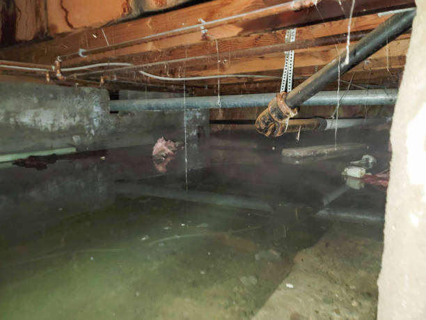 Pine Level, NC Water damage restoration Company