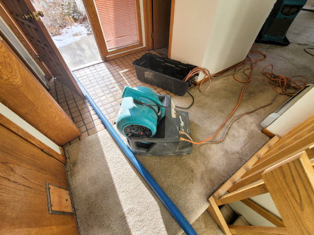 Best Local water damage restoration  in Pine Level, NC